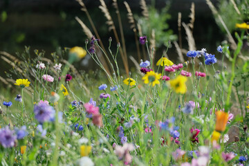 Beautiful wild flowers in summer in a meadow close-up in sunlight. Blur effect