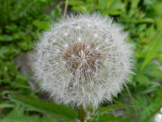 dandelion on green