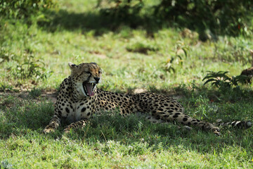 Fototapeta na wymiar cheetah in savannah in kenya