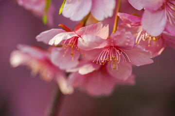 河津桜の花のクローズアップ