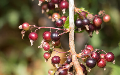 Ripening blackcurrant berries, Ribes nigrum, on a black currant bush branch, natural green leaf background with selective focus