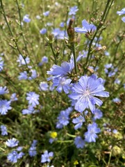 blue flowers