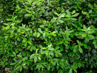 Siepe lussureggiante