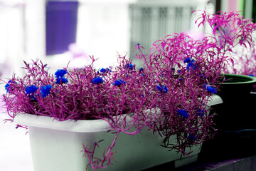 purple flowers in a pot