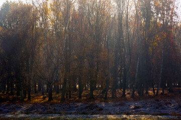 Rays of sunlight pouring through woods in Richmond Park, London