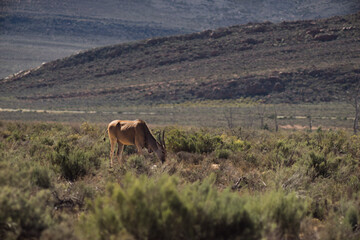 Antilope in der Savanne.