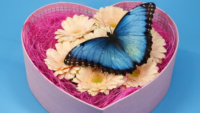 Slow motion of beautiful blue silk morpho butterfly opening wings on a daisy flower in pink box in shape of heart.