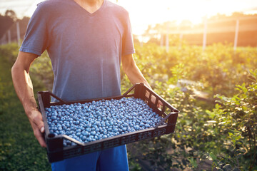Farmer working and picking blueberries on a organic farm - modern business concept.