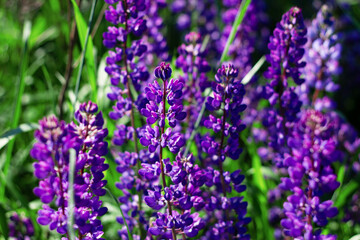 Nature floral background. Purple Lupin flowers close-up. Lilac lupines in the field. Flower field.