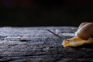 Caramujo sobre superf&iacute;cie de madeira.