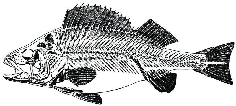 Skelett vom Flu&szlig;barsch