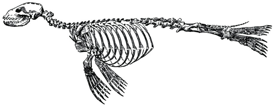 Skelett vom Seehund