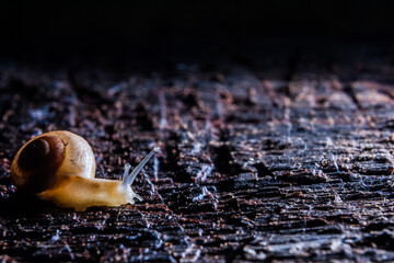 Caramujo andando sobre superfície úmida.
