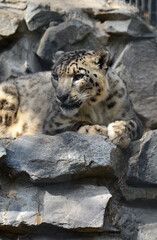 Snow leopard at the zoo in summer
