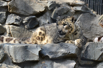 Snow leopard at the zoo in summer
