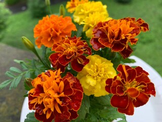 Marigold, many, many colors, yellow, orange, red, many species Planted together, the roots are tangled clearly. On a white plate beside the green petiole terrace