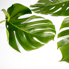 Fototapeta premium Natural green fresh monstera leaves border frame on white abstract background isolated. Room for text. Tropical summer concept.