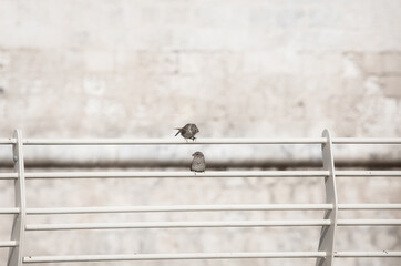 Two sparrows on the fence
