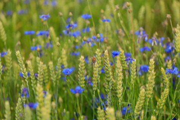 cornflower field with wheat © alikosinka1988