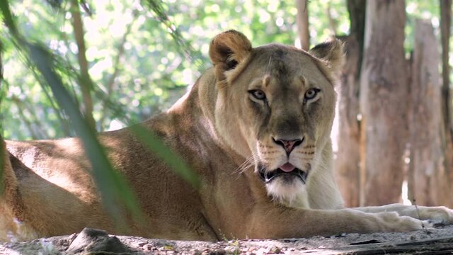 Portrait of a peaceful lioness in the nature. zoologic park, zoo, safari. Sunny forest