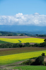 Obraz premium 畑作地帯に広がるナノハナ畑