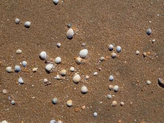 Fototapeta na wymiar shells in sand on the beach