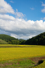 黄金色の稲穂
