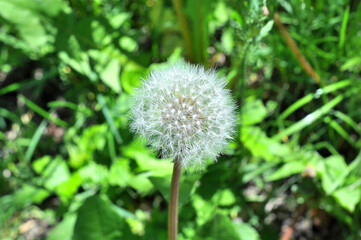 dandelion in the meadow