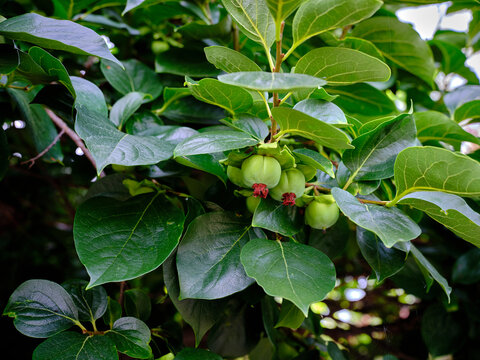 Pianta di caco con frutti in maturazione