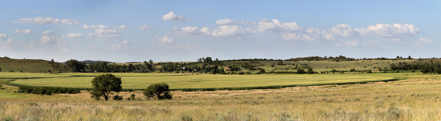 Green maize on a farm in the North west. Grain farming is done on a large scale in the North West of South Africa