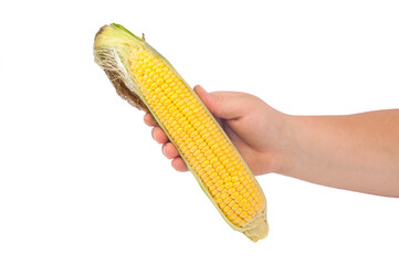 corn in hand isolated on white background