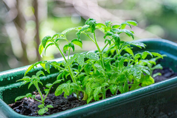 Small green young growths of tomatoes at home