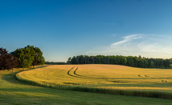 Fields of rye on an early summer morning
