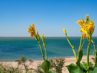 yellow flower in the wind on sea shore