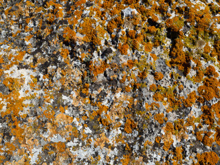 the texture of lichens on the stone