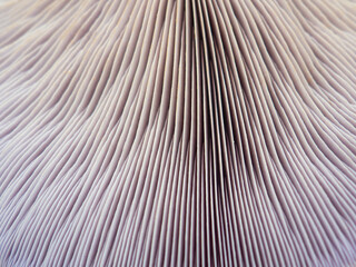 spore plates of the fungus textures background
