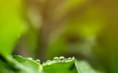 Drop of dew in morning on leaf with sun light in the nature
