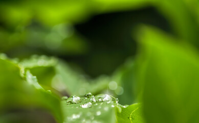 Green leaf with water droplets,Closeup