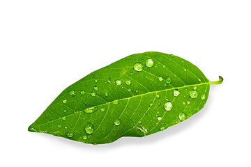 Fototapeta na wymiar green leaf with water drops on white background 