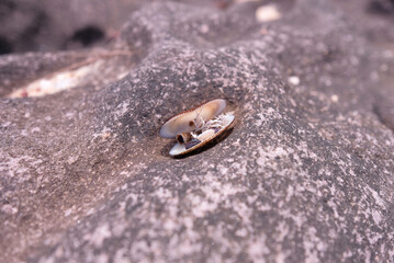 Moodshot of a collection of tiny shells and corals in an open seashell, set against a textured rock at the beach; shallow depth of field. Large copy space for cropping.