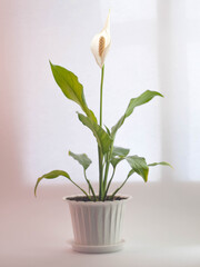 Lily in the carriage on the window