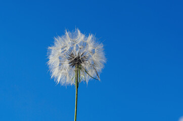 Big dandelion on a blue sky background