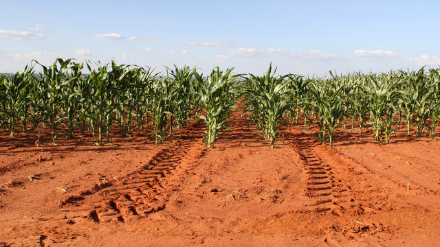 Green Maize On A Farm In The North West. Grain Farming Is Done On A Large Scale In The North West Of South Africa