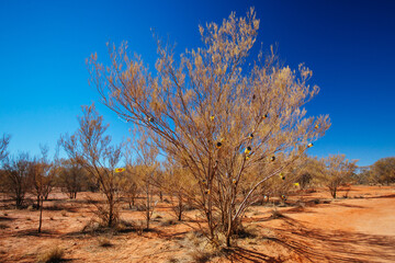 Vegemite Tree in Northern Territory Australia