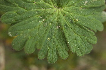 Geranium molle close up