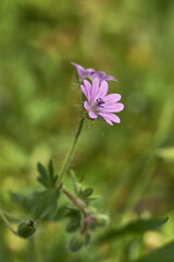 Geranium molle close up