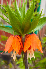 orange lily in the garden