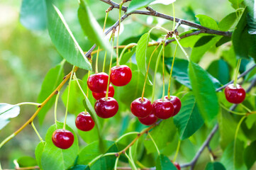 red cherries on a tree