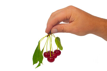 cherries in their hand are isolated on a white background