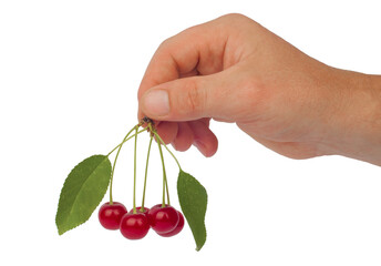 cherries with leaves in hand isolated on white background